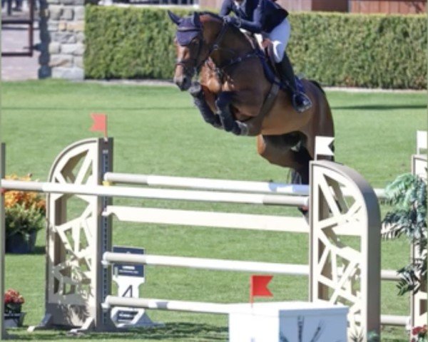broodmare Gertrud 18 (Holsteiner, 2014, from Carinjo)