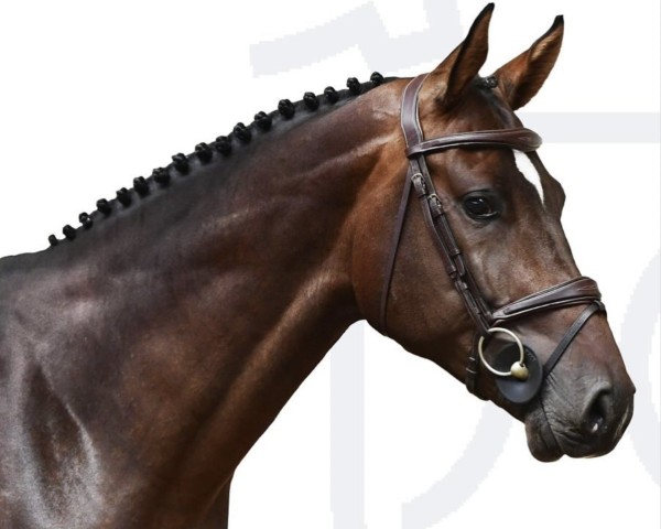 jumper NIGHTWISH 5 (Holsteiner, 2019, from Nixon van 't Meulenhof)