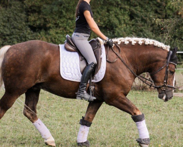 horse Willibald (Black Forest Horse, 2020, from Wildschütz)