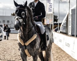 stallion Cornet i Cord (Holsteiner, 2018, from Cornet Obolensky)