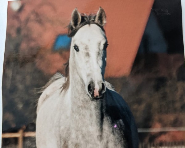 horse Dakkar (Arabian purebred, 1995, from Edykt ox)