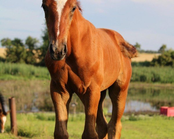 horse Best of Myself (German Sport Horse, 2024, from Best Man)