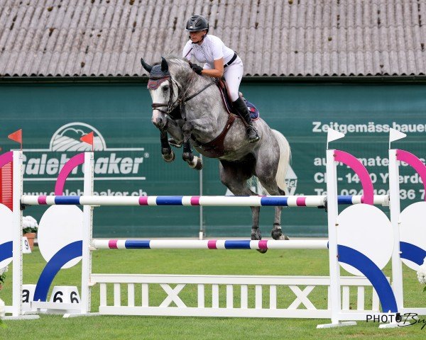 stallion Giorgio D'Altenbach (Selle Français, 2016, from Tobago Chevrier)