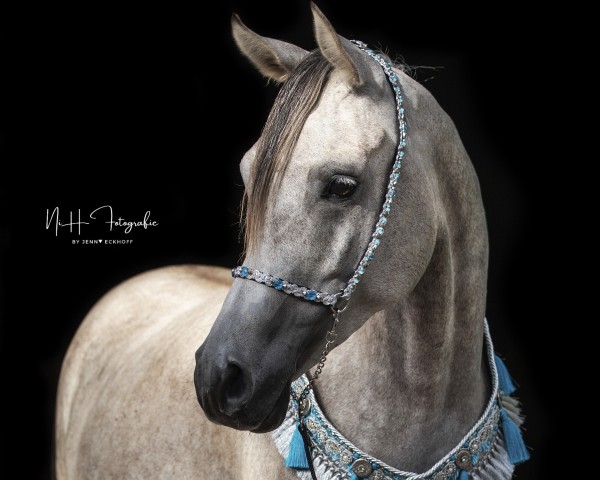 horse AB Sajid Mahfouz Halim (Arabian purebred, 2017, from Mahfouz Halim EAO)