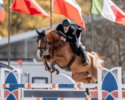 jumper Cadou Z 2 (Zangersheide riding horse, 2015, from Comilfo Plus Z)