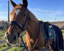 dressage horse Uxi (Belgium Sporthorse, 2004)