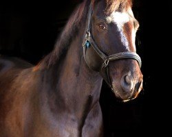 dressage horse Chertano (unknown, 2016)
