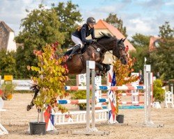 jumper Captain Abby's Calidora (German Horse, 2014, from Captain Abby)