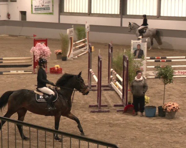 Reitturnier AZL Luhmühlen 2024