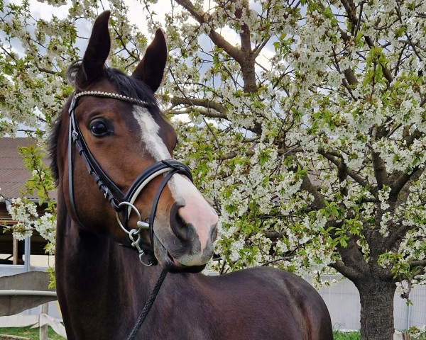horse For Me (Hanoverian, 2019, from Fürsten-Look)
