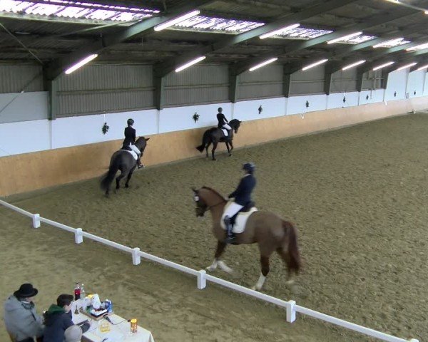 Reitturnier Datteln - Dressur-Late-Entry 2024
