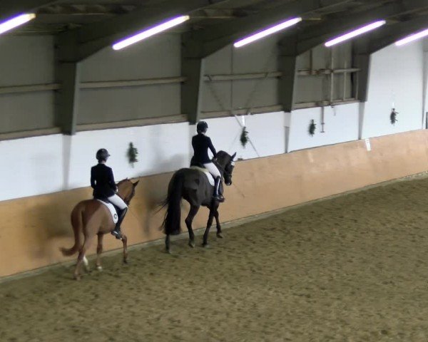 Reitturnier Datteln - Dressur-Late-Entry 2024