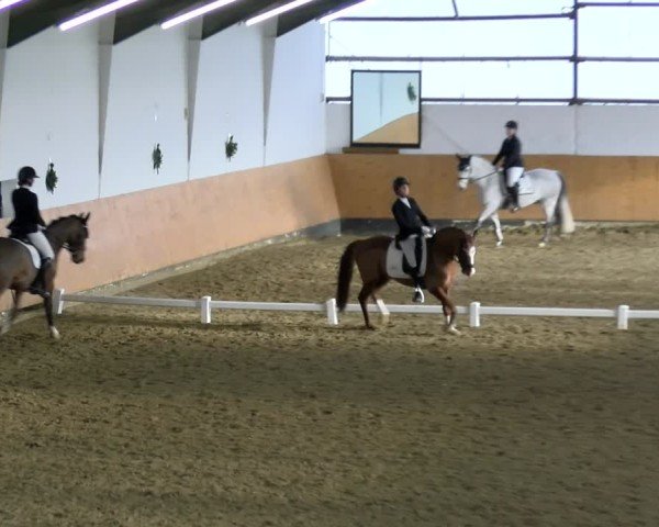 Reitturnier Datteln - Dressur-Late-Entry 2024