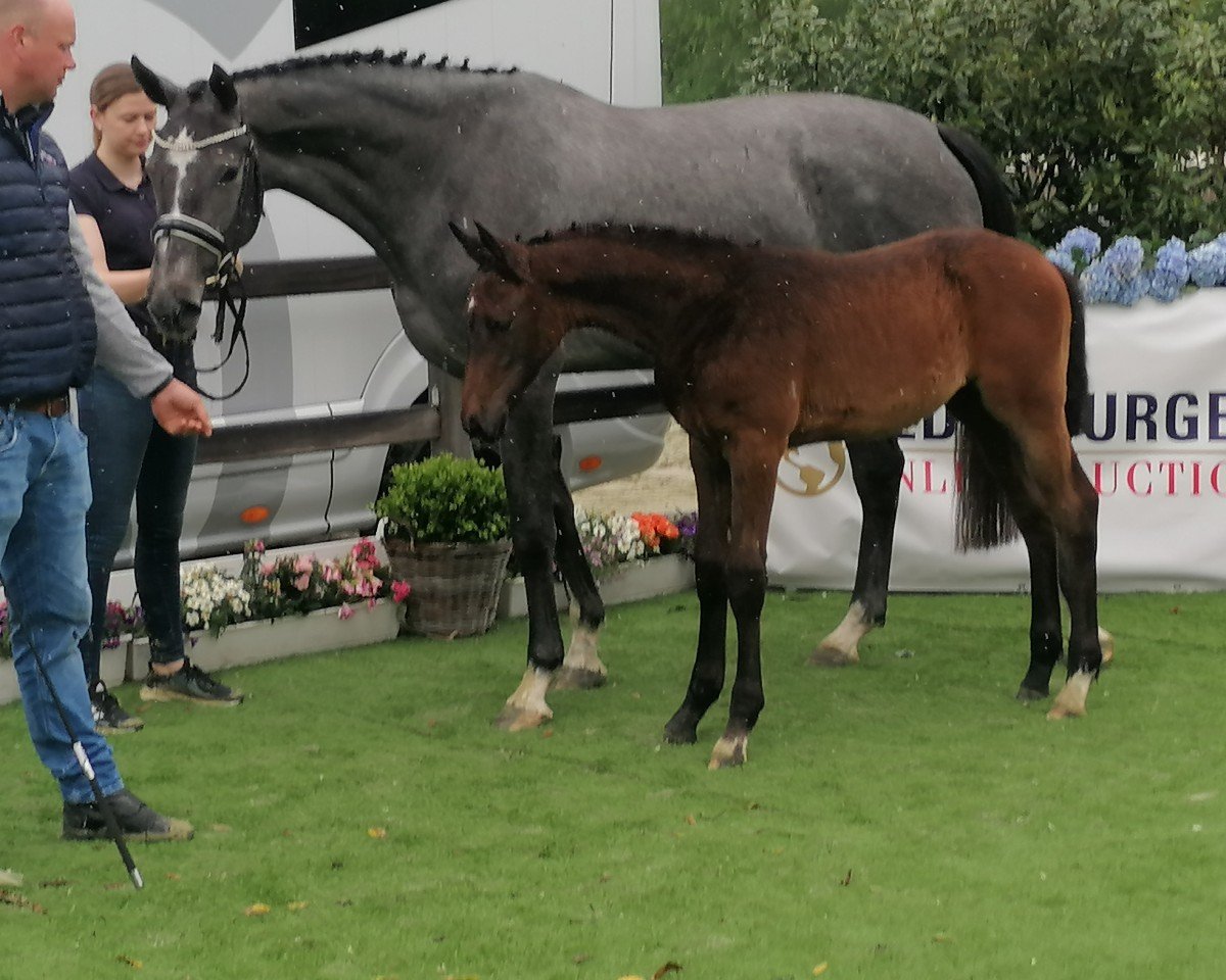 broodmare Stute von Diamant de Semilly / Indoctro (Oldenburg show jumper, 2020, from Diamant de Semilly)