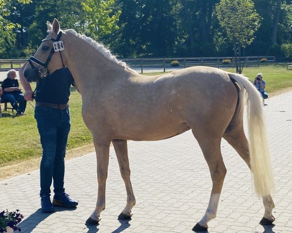Zuchtstute Amitie pour la Vie (Deutsches Reitpony, 2020, von Dating AT NRW)