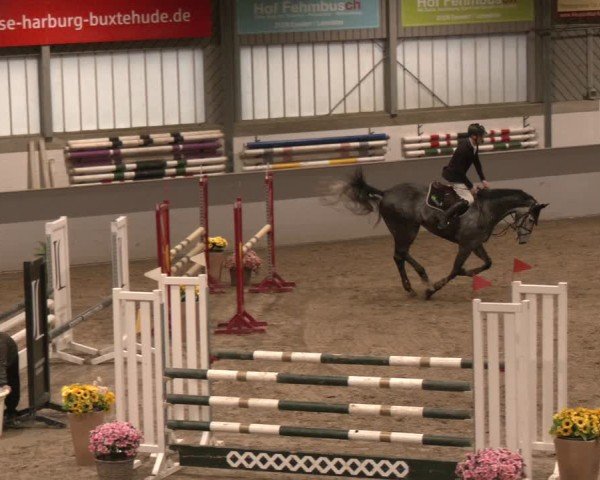 Reitturnier AZL Luhmühlen 2024