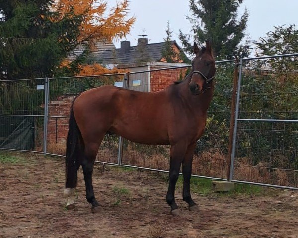 Pferd Cornato (Hannoveraner, 2020, von Cornet's Edition)