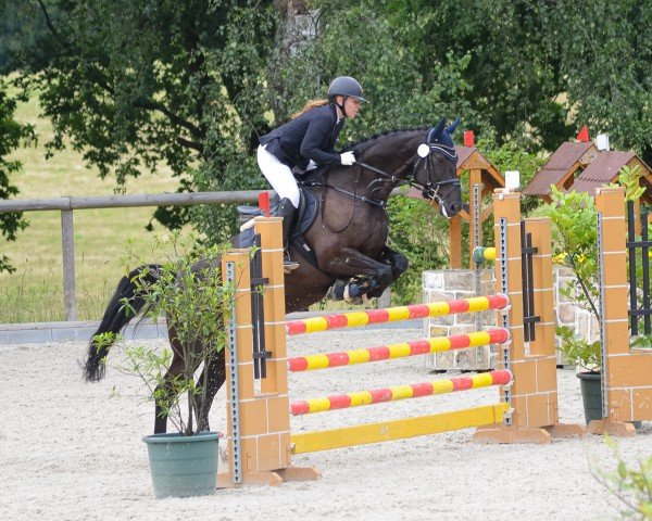 Springpferd Tailormade Le Amazing (Dänisches Warmblut, 2014, von Attention)