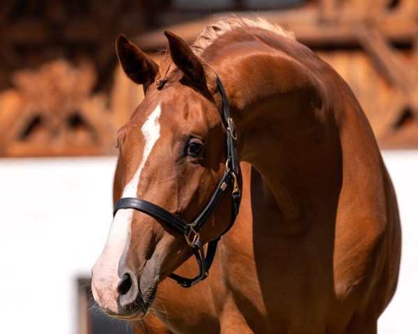 horse Summer Rain (Hanoverian, 2019, from Secret)
