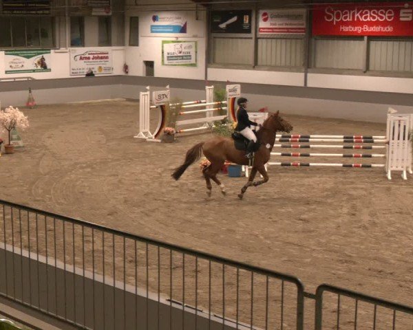 Reitturnier AZL Luhmühlen 2024