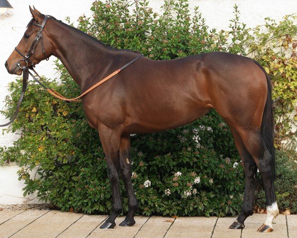 horse Harannda xx (Thoroughbred, 2018, from Invincible Spirit xx)