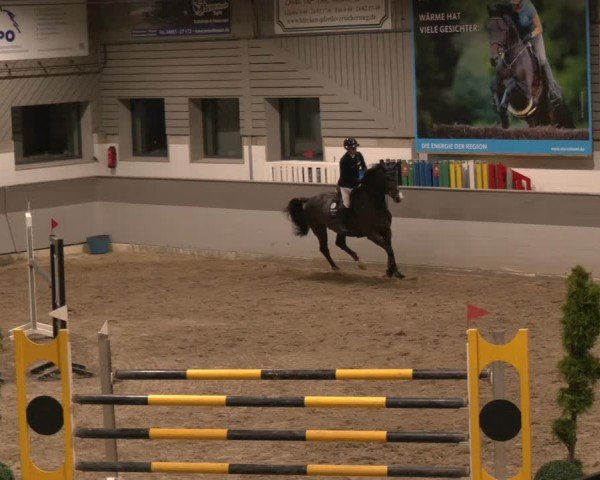 Reitturnier AZL Luhmühlen 2024