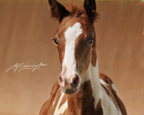 horse Malefiz (Trakehner, 2024, from Editorial)