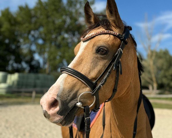 Pferd Chloé 25 (Deutsches Reitpony, 2018, von The Braes My Mobility)