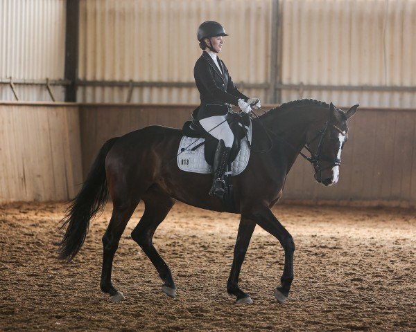 horse Coeur de la fleur 8 (German Sport Horse, 2019, from Franziskus FRH)