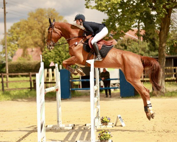 jumper Noisette 18 (KWPN (Royal Dutch Sporthorse), 2018, from Invictus)