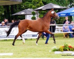 Pferd A Summer Time (Deutsches Reitpony, 2018, von A new Star)