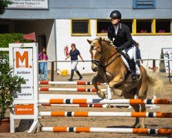 Dressurpferd Nordpol 12 (Haflinger, 2014, von Nevitano)