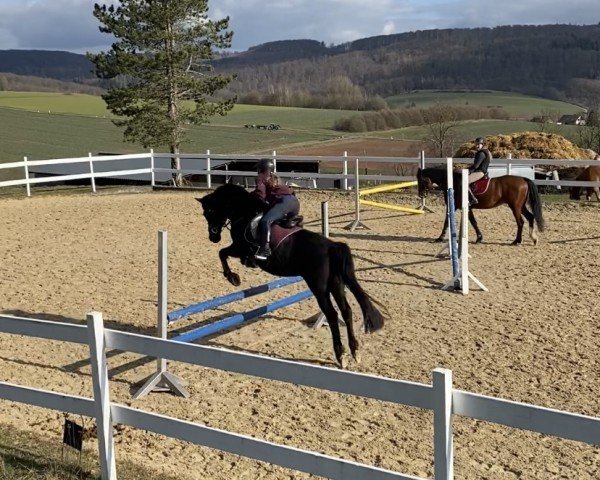 horse Black Diamond 29 (German Riding Pony, 2002, from Black Boy)
