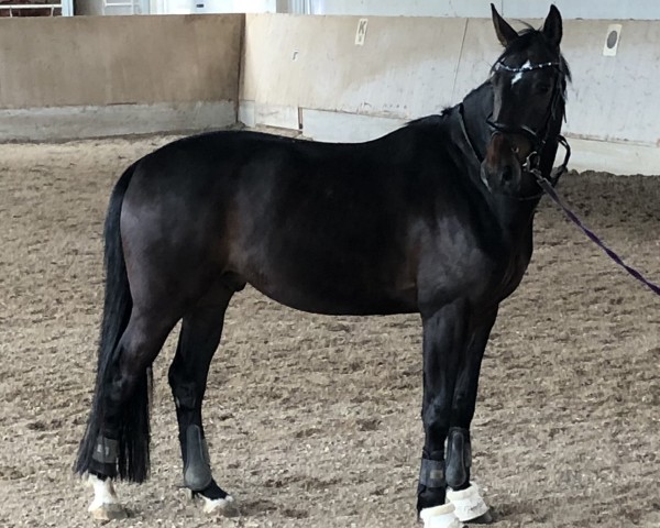 horse Follow the Music 2 (Hanoverian, 2019, from Follow Him´s Schönweide)
