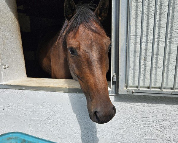 horse Udo 3 (German Sport Horse, 2021, from Uricas van de Kattevennen)