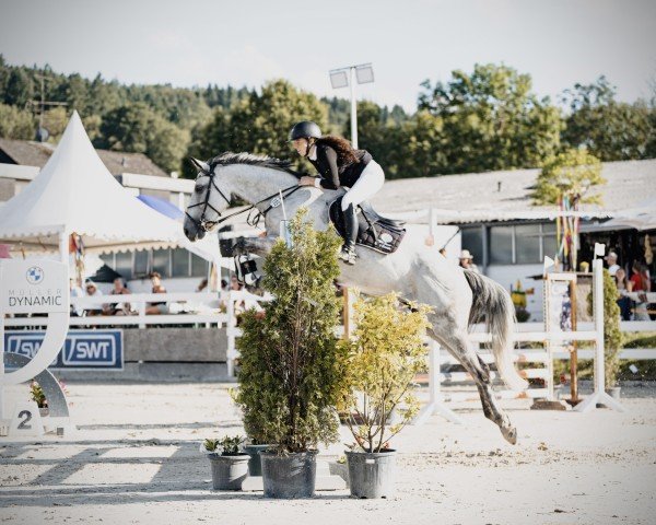 jumper Corralina Rs (German Sport Horse, 2015, from Corrinaro)