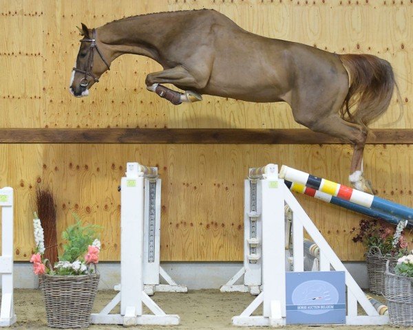 horse Ellan Z (Zangersheide riding horse, 2019, from Ermitage Kalone)