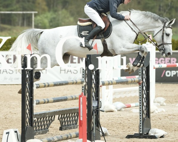 Pferd Ashgrove Cornado (Holsteiner, 2016, von Cornet Obolensky)