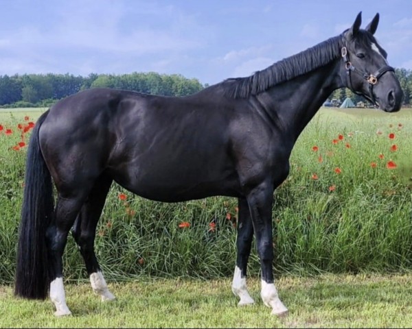 horse Dark Diamant (Hanoverian, 2012, from Don Index)