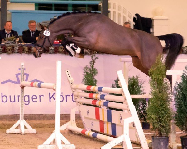 stallion Hengst von Contino-Quick PS / Castelo Branco (Mecklenburg, 2022, from Contino-Quick Mvf)