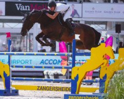 jumper Jackson van de Goorhoeve (Belgian Warmblood, 2009, from Thunder van de Zuuthoeve)