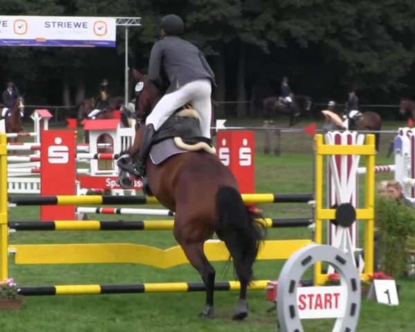 Reitturnier Nienburg 2013