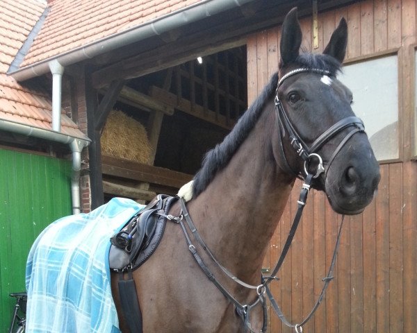 dressage horse Prinz Pius (Westphalian, 2004, from Potsdam)