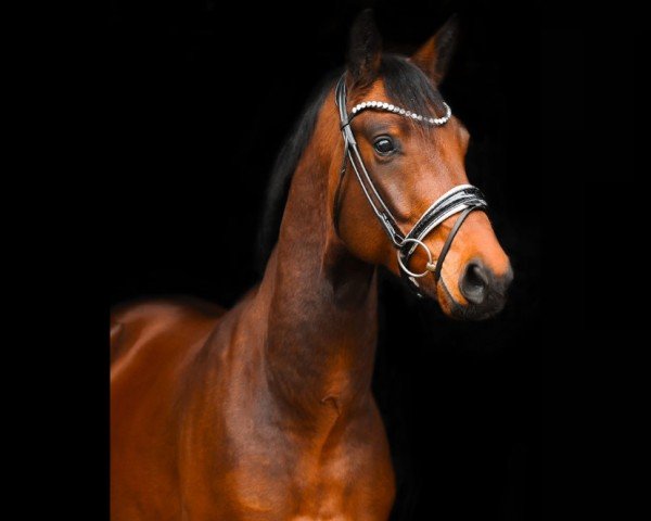 horse Mr. Million Right SV (Oldenburg, 2021, from Morricone)