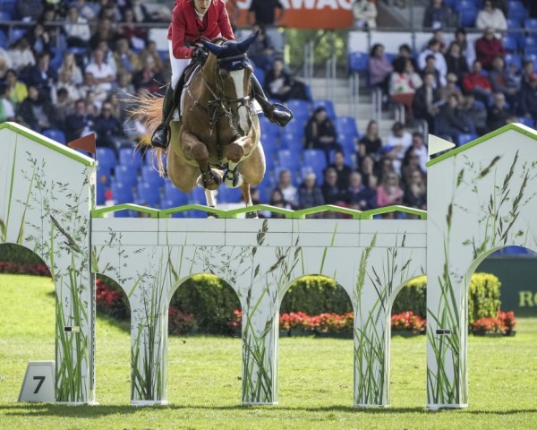 jumper Picco Bello V/h Panishof (Belgian Warmblood, 2015, from Vigo d'Arsouilles)