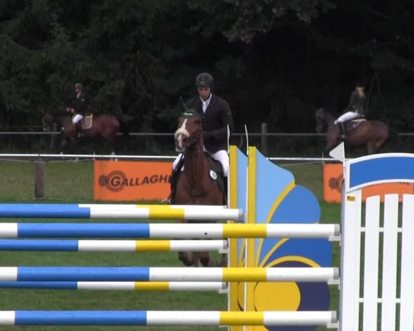 Reitturnier Nienburg 2013