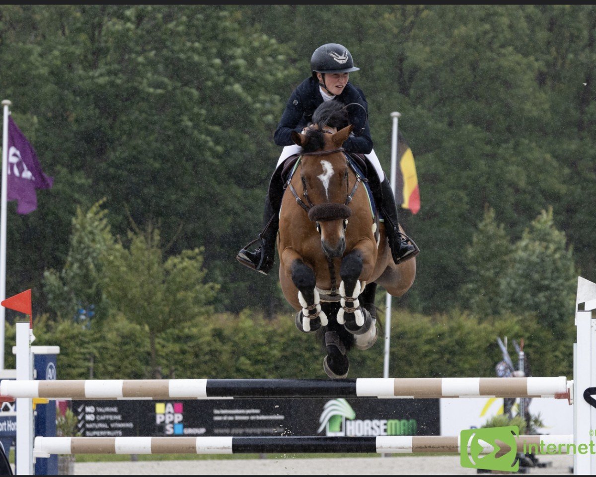 Springpferd CSF Whipper Snapper (Irish Sport Horse, 2016, von Zirocco Blue)