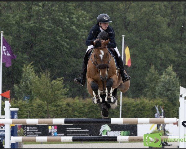jumper CSF Whipper Snapper (Irish Sport Horse, 2016, from Zirocco Blue)