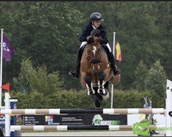 jumper CSF Whipper Snapper (Irish Sport Horse, 2016, from Zirocco Blue)