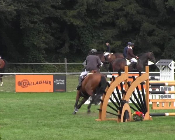 Reitturnier Nienburg 2013